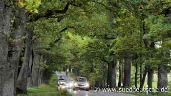Ein Fest für ein Naturdenkmal - Süddeutsche Zeitung