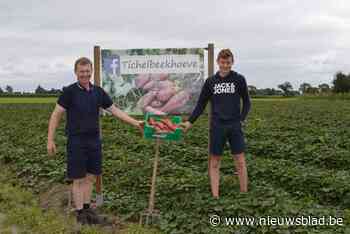 Hoeve gaat exotische toer op: “Door de steeds warmere zomers kan je deze aardappel ook hier kweken”