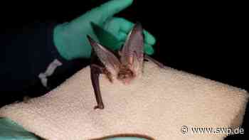 Tierschutz in Ulm und Neu-Ulm: Invasion: Scharen von Fledermäusen im Zimmer - SWP