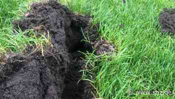 Rasensport spielt in Tornesch: Maulwürfe, Mäuse und Müll: Darum ist in Uetersen kein Sportplatz nutzbar | shz.de - shz.de