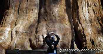 Giant sequoia trees wrapped in aluminum as California wildfires loom     - CNET