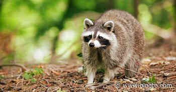 Someone in Toronto set a dangerous fur trap to capture raccoons - blogTO