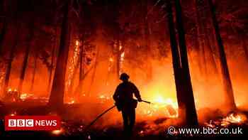 California fires: General Sherman and other sequoias given blankets