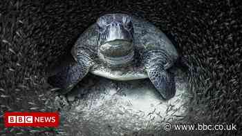 Ocean Photographer of the Year 2021