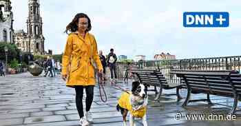 Sommer 2021 in Dresden: Wie warm und wie regenreich er am Ende wirklich war - Dresdner Neueste Nachrichten