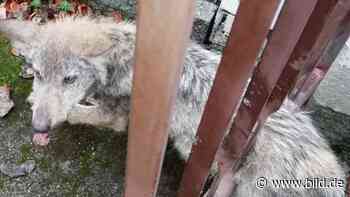 Dresden: Wolf in der Klemme - BILD