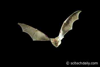 How Do Bats Resist COVID? Insights Could Lead to New Treatments for Humans