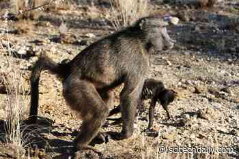 Primate Mothers Sometimes Carry Their Dead Babies With Them for Months – Here’s Why