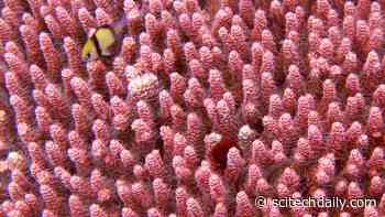 Coral Reef Cover, Biodiversity, and Fish Catches Have Declined by Half Since the 1950s