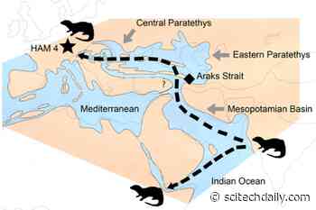 Neptune’s Vishnu Otter: A New Species Discovered in Germany
