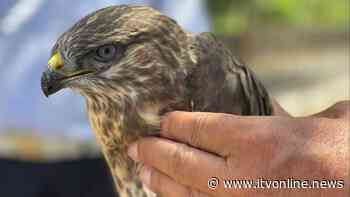 Solofra, Asl e Polizia municipale salvano un falco - Irpinia TV