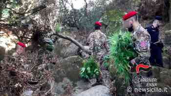 Catanese ricercato da due anni, innaffiava piante di marijuana a Enna: arrestato con un complice - NewSicilia