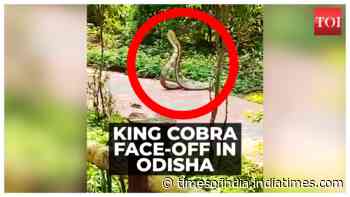 On cam: Two King Cobra’s fight for territory at Gandahati waterfall