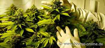 Medical Cannabis Index: Neueinstieg nach dem Rausch