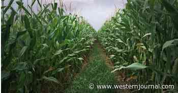 Police Investigate Shocking Find: 4 Bodies Found in Cornfield