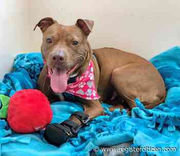 CT Humane Society’s Bruno’s Way 5k run coming up Oct. 23 - Torrington Register Citizen