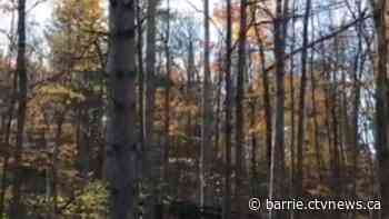 County of Simcoe forest receives national recognition - CTV News Barrie