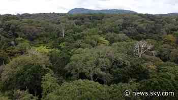 Africa's largest forest is at risk of deforestation as Gabon's oil revenues plummet - Sky News