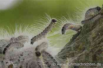 EPS-Befall in Ascheberg in 2021 deutlich geringer als im Vorjahr - Ruhr Nachrichten