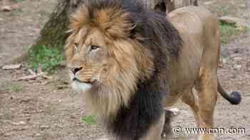 Lions and tigers at DC's National Zoo test presumptive positive for Covid-19