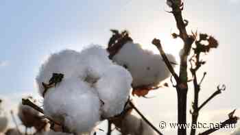 Ord cotton expansion closer with loan secured to build local processing ginnery