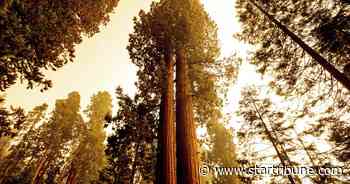California wildfires make run toward giant sequoia groves