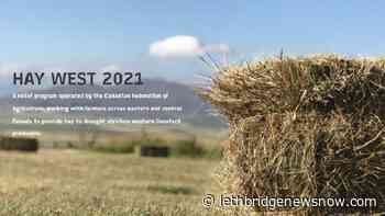 Applications being accepted for Hay West 2021 - Lethbridge News Now