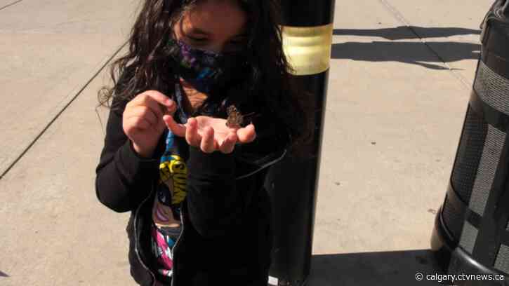 Butterflies released to signify lives lost in residential schools