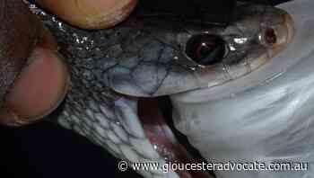 Antivenom rollout saving lives in PNG - Gloucester Advocate