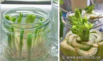 Food hacks: 5 vegetables you can easily regrow from scraps - Express