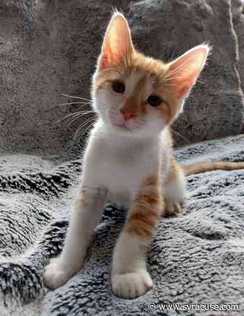 Meet the OCHS Pet of the Week: Bethany - syracuse.com