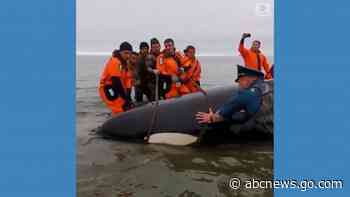 WATCH:  Baby orca rescued after becoming stranded off Russian coast