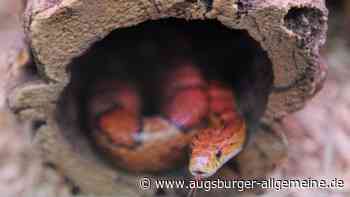 Etwa 70 Zentimeter lange Schlange in Burlafinger Garten gefunden