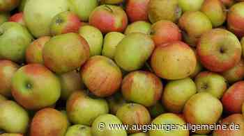 Aus eigenem Obst Saft pressen im Gartenbauverein Augsburg-Bergheim - Augsburger Allgemeine