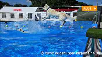 "Bellos Batschlach" im Augsburger Plärrerbad: Ein Spaß nicht nur für Hunde - Augsburger Allgemeine