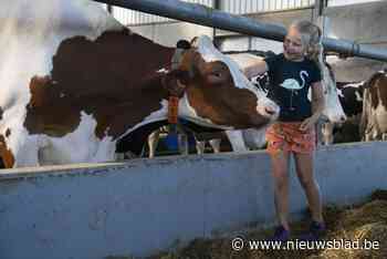 Koeknuffelen en ijsjes eten: Breykenshoeve publiekstrekker op Dag van de Landbouw