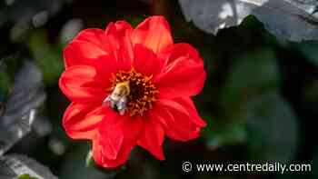 ‘I’m always learning.’ Longtime Penn State Master Gardener shares tips, experiences with program - Centre Daily Times