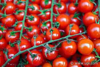 Gardener harvests 839 cherry tomatoes from a single stem - UPI News