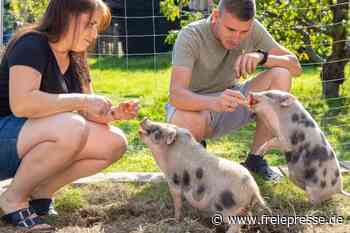 Schwein gehabt: Zwei Ferkel als Glücksbringer zur Hochzeit - Freie Presse