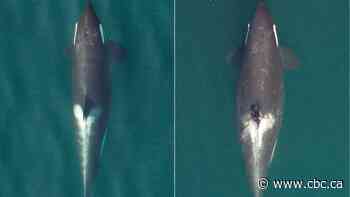 3 'critically endangered' B.C. killer whales are pregnant, scientists say