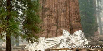 World’s largest tree wrapped in fire-resistant blanket in attempt to save it from wildfires