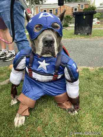 Rhode Island dogs show off for costume contest! - WLNE-TV (ABC6)