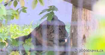 Saskatoon zoo welcomes Kazi the snow leopard - Global News