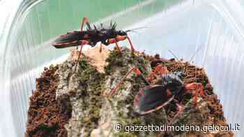 Modena. Tra formiche, cimici e insetti stecco Entomodena fa il pieno - La Gazzetta di Modena