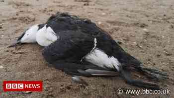'Unprecedented' seabird deaths on northern coasts a mystery