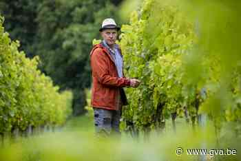 Kempenaar Guido Verreyt is wijnbouwer in de Voerstreek: “In Mol kan je geen goede wijn maken” - Gazet van Antwerpen