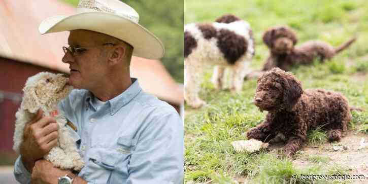 I train puppies to sniff out truffles at a luxury resort and farm. They cost $8,500 and we only sell them to guests - here's what my job is like.