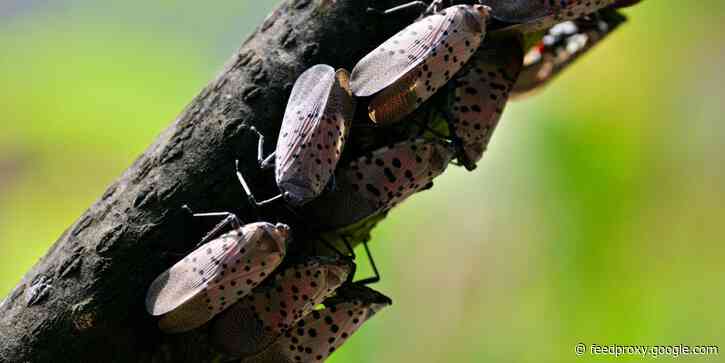 Invasive lanternflies devour vineyards, swarm the plants around homes, and invade new areas: 'They're little Draculas'