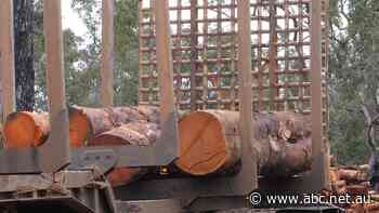 Questions raised over $25 million grant request intended to keep timber company afloat