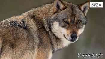Ludwigslust/Parchim/Amt Neuhaus : Frust bei Nutztierhaltern – Das Thema „Wolf“ muss nach Brüssel zur EU | svz.de - svz.de